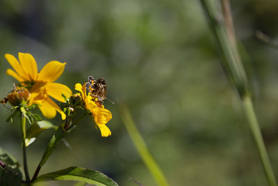 Close up of a crescent butterfly on a sunflower