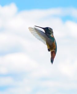 Close-up of bird flying against sky