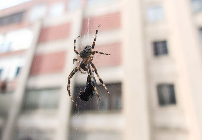Low angle view of spider with prey on web against building