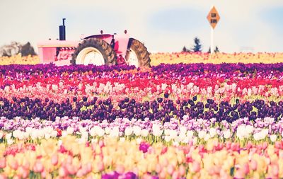 Flowers blooming on field against sky