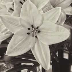 Close-up of flower blooming outdoors