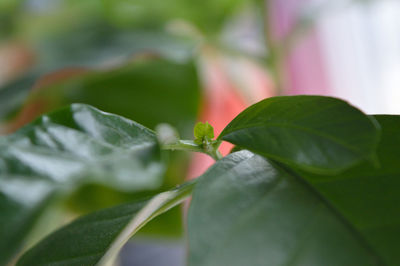 Close-up of plant growing on plant