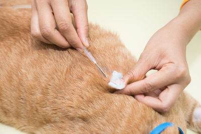Cropped hands of person injecting cat