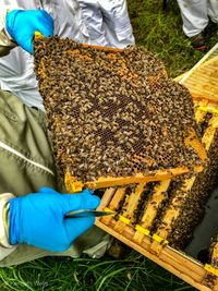 High angle view of bee on the floor