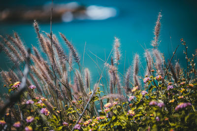 Close-up of flowering plants on land