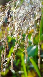 Close-up of spider web on plant