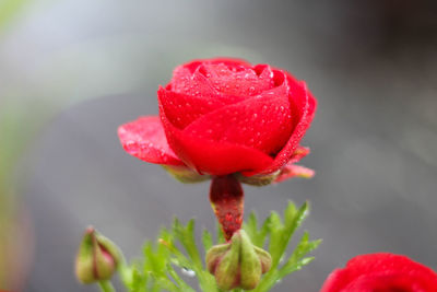 Close-up of red flower against blurred background