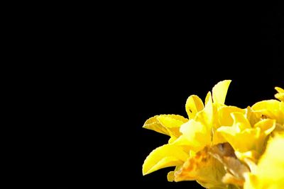 Close-up of flower over black background