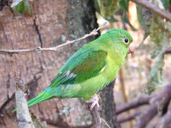 Close-up of parrot perching on tree