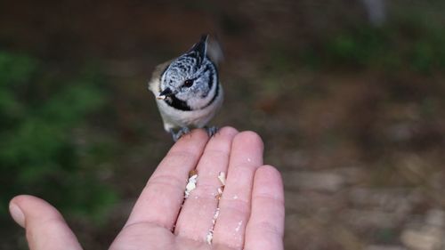 Cropped image of hand holding leaf