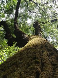 Low angle view of trees in forest