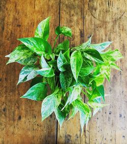 High angle view of leaves on table