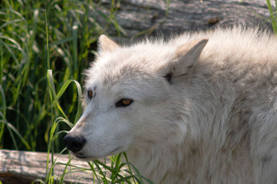 Close-up of dog