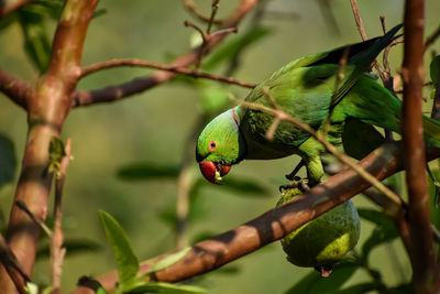 The rose-ringed parakeet, is a medium-sized parrot in the genus psittacula,