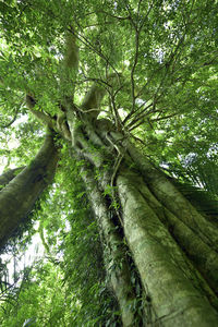 Low angle view of bamboo trees in forest