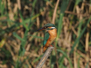 Close-up of bird perching on branch