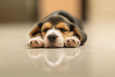 Buddy the beagle pupper sleeping