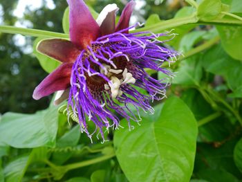 Close-up of purple flower blooming outdoors