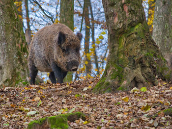 Lion standing in a forest