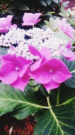 Close-up of pink flowers