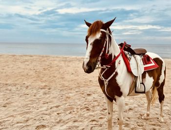 Horse standing at beach