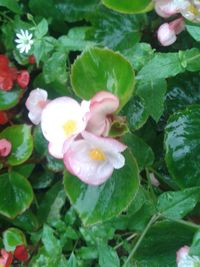 Close-up of wet pink flowers growing on plant