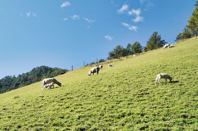 Sheep grazing in a field