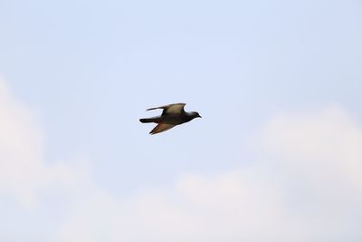 Low angle view of bird flying in sky