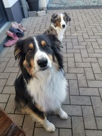 High angle portrait of dog sitting on footpath