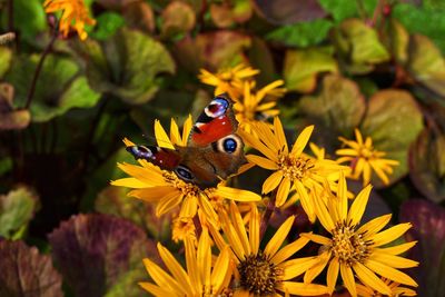 Close-up of butterfly pollinating on yellow flower