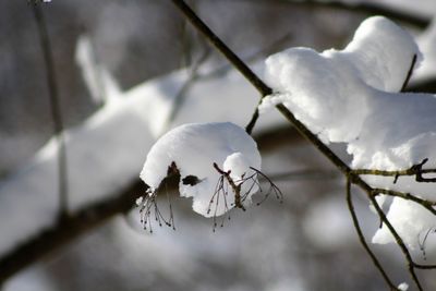 Close-up of snow on plant