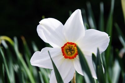 Close-up of white flowering plant