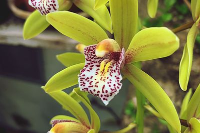 Close-up of purple orchid