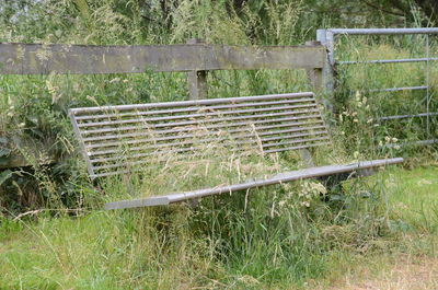 Grass growing in field