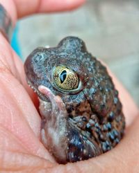 Close-up of hand holding toad