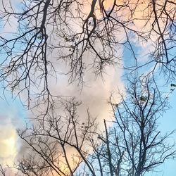 Low angle view of tree against sky during sunset