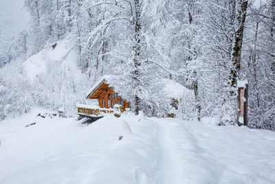 Snow covered land by trees on field