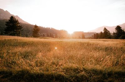 Scenic view of field against sky