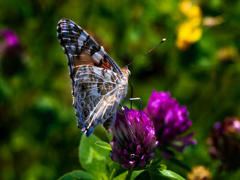 Close-up of butterfly pollinating on flower