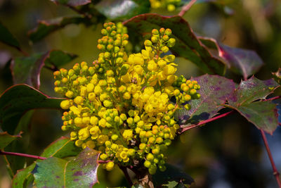 Close-up of yellow flowering plant