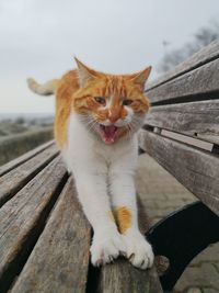 Cat sitting on bench