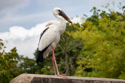 Low angle view of bird perching on wooden post