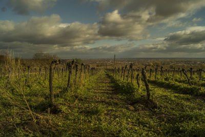 Scenic view of vineyard against sky