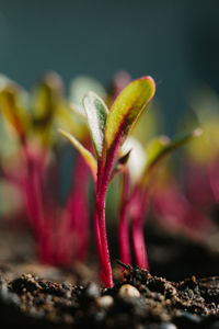 Close-up of flower growing on field