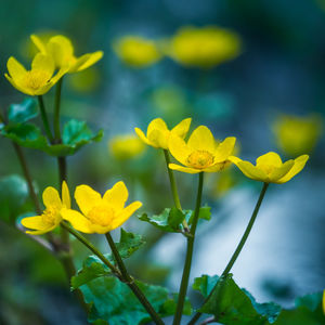 Beautiful yellow kingcups blooming in the wet ditch in spring. caltha palustris in natural habitat.