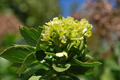 Close-up of flowering plant