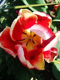 Close-up of red flower