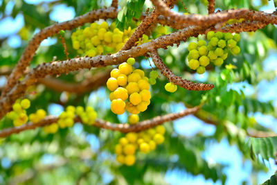 Star gooseberry fruit on branch tree