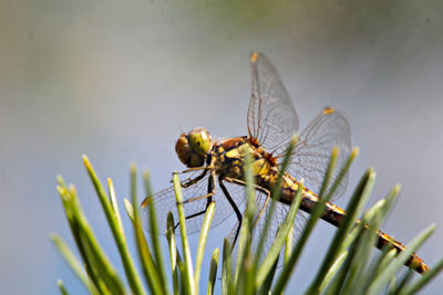 Close-up of dragonfly on plant