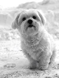 Close-up portrait of dog